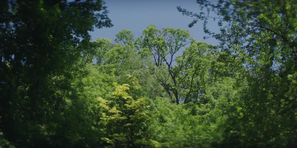 Trees grow in a forest in the summer