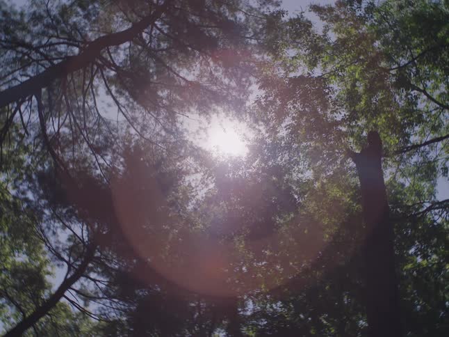 Sunlight filters through the leaves of the trees in a forest casting dappled light on the forest floor