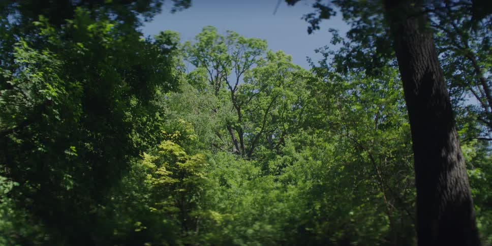 A forest of trees with very green leaves in contrast to a clear blue sky