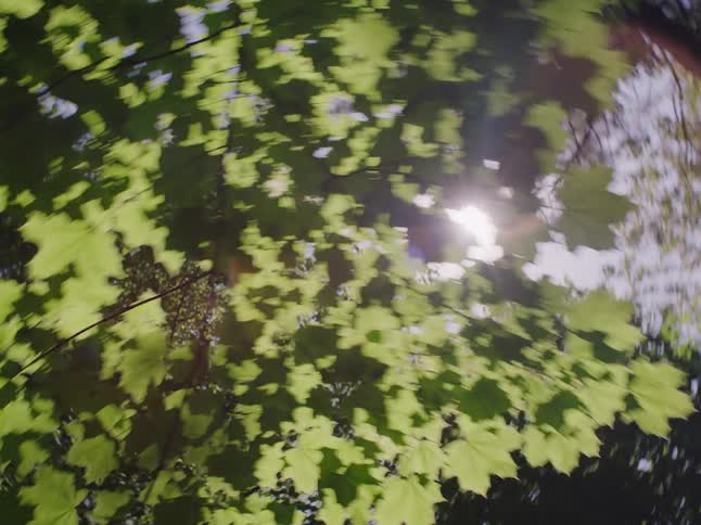 Sunlight shines through thickly leafed tree branches