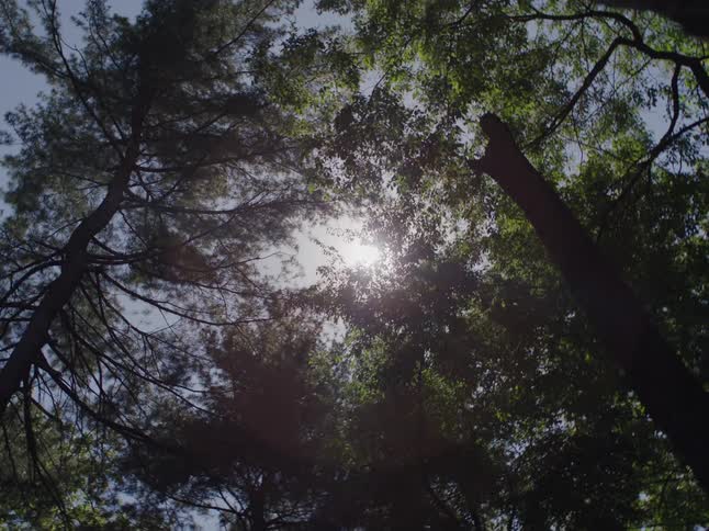 The sun shines through the green trees in the woods
