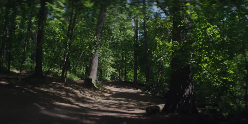 A wide dirt trail is located within a dense forest filled with trees