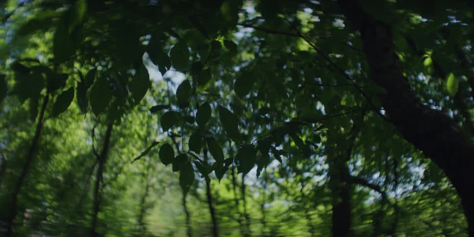 Tree branches are silhouetted against the blue sky in the lush green forest