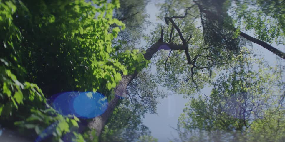 Upward view of long tree trunks and a blue sky with reflections of sunlight