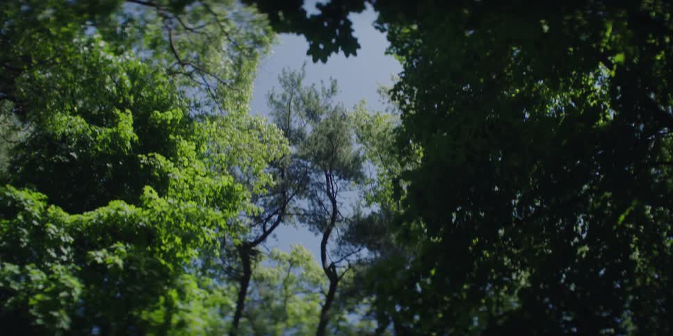 A forest with very green tree leaves and a blue sky