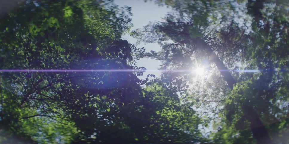 The sun shines through green trees in the forest
