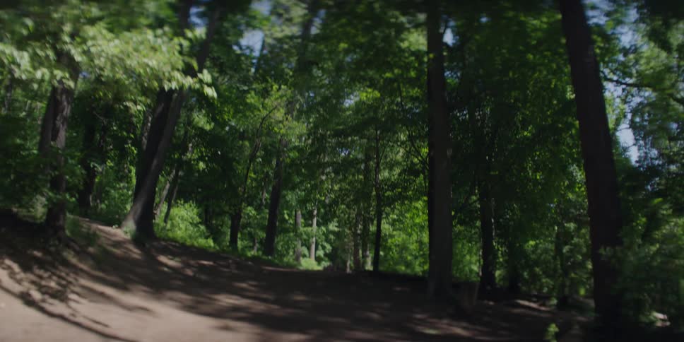 A dirt road winds through a lush green forest