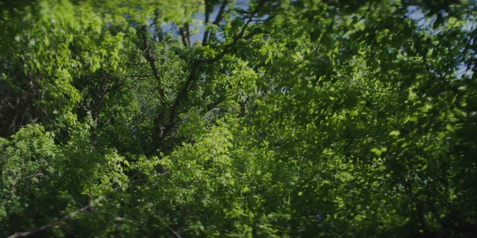 The thick tress cover the sky