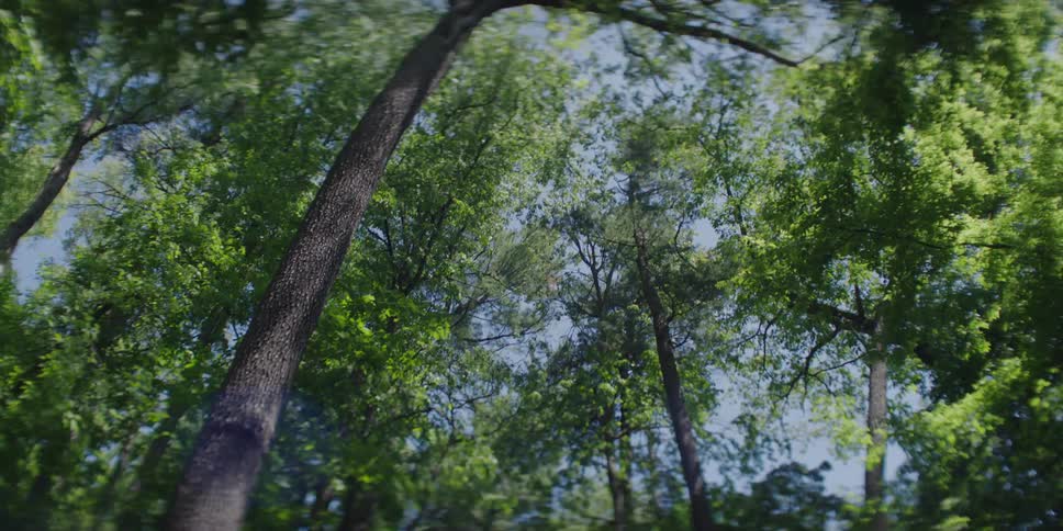 A dirt road winds through tall trees in a vibrant lush green forest