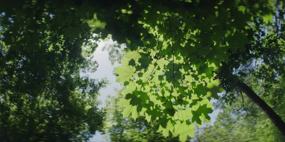 Trees grow in a forest at midday