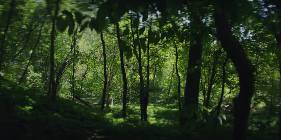 A wide shot of a lush green forest with sunlight dappling the leaves of the tall trees
