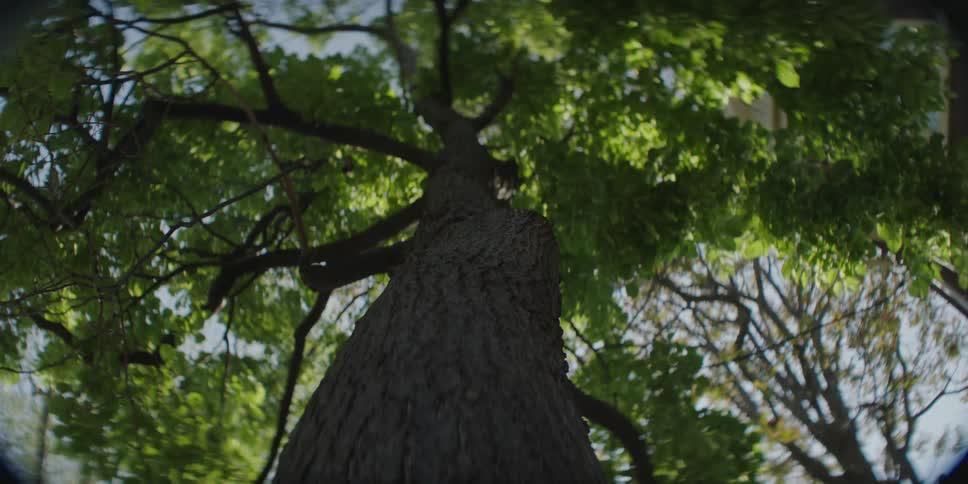 Leaves hang from the tall tree