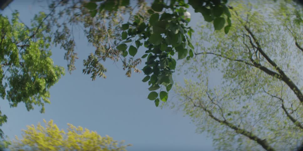 A view of the sky framed by green tree branches with bright green leaves