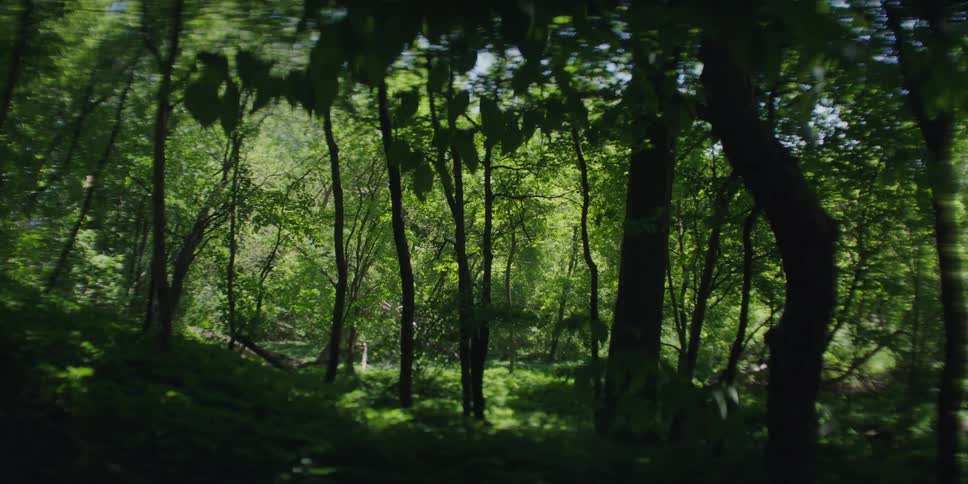 The woods are dark and windy