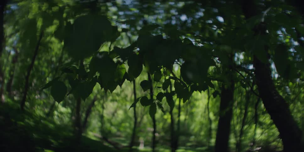 The woods are dark during the day