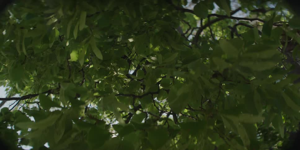 The sun shines through a green tree in the forest