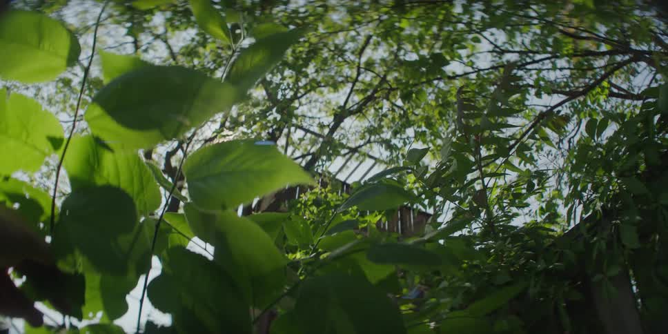 A footage of green plants and tree