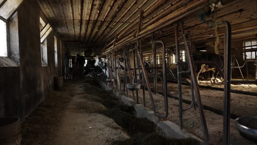 A dimly lit barn interior with empty feeding troughs and a few cows in the background