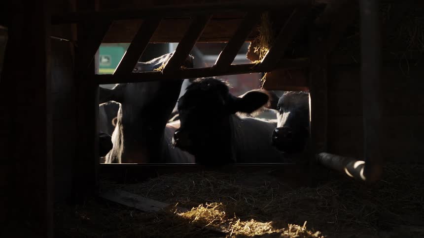 Cattle eat hay in a bin