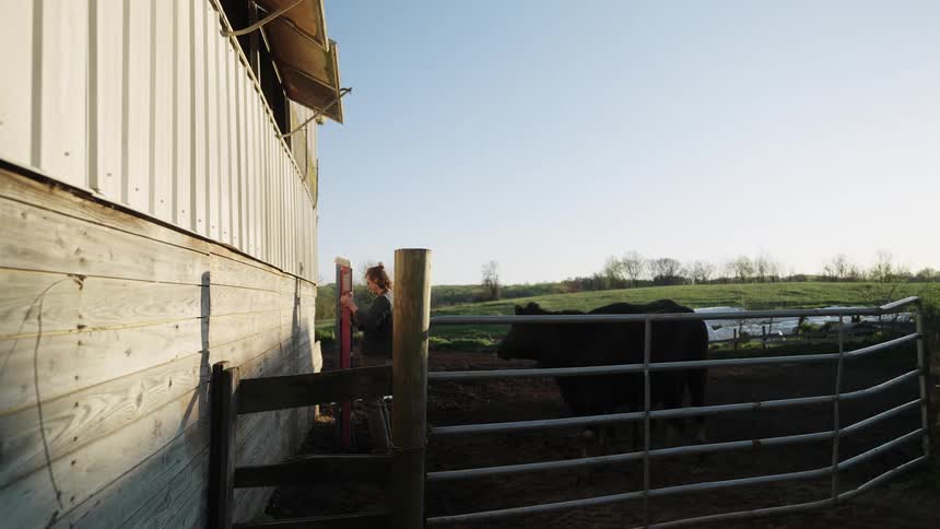 A man leans a ladder against the barn and climbs up