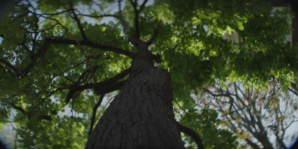 A tree grows in a forest