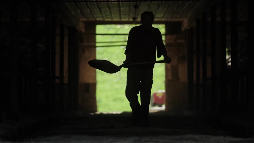 A man shovels hay in the barn