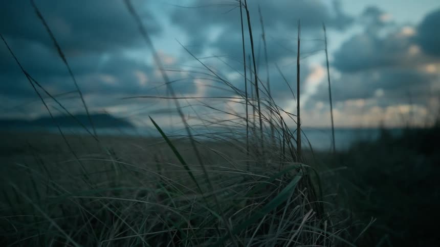 Wind blowing through the reeds as storm clouds hover over the ocean