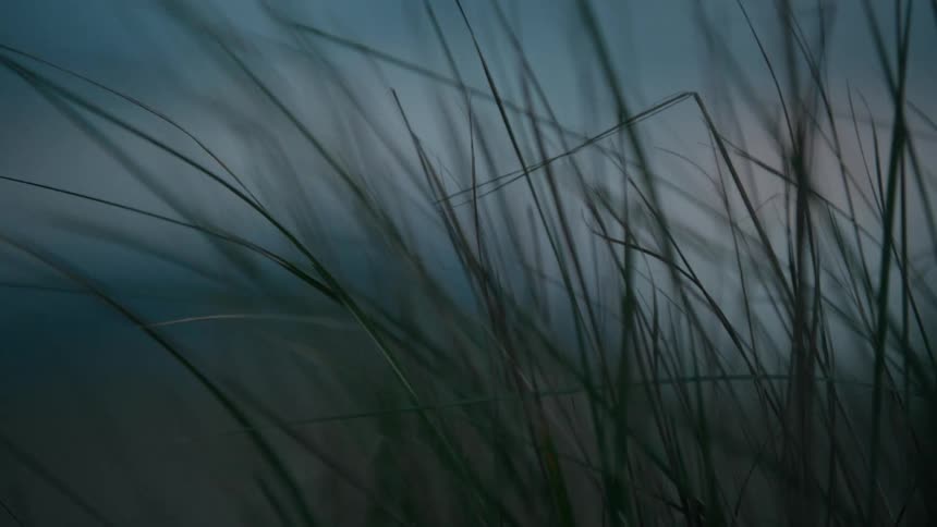 Closeup of greenish grass moving due to the force of the air
