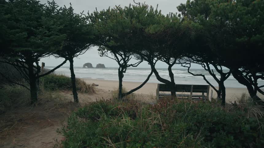 Wooden bench amidst trees and in front of a beach