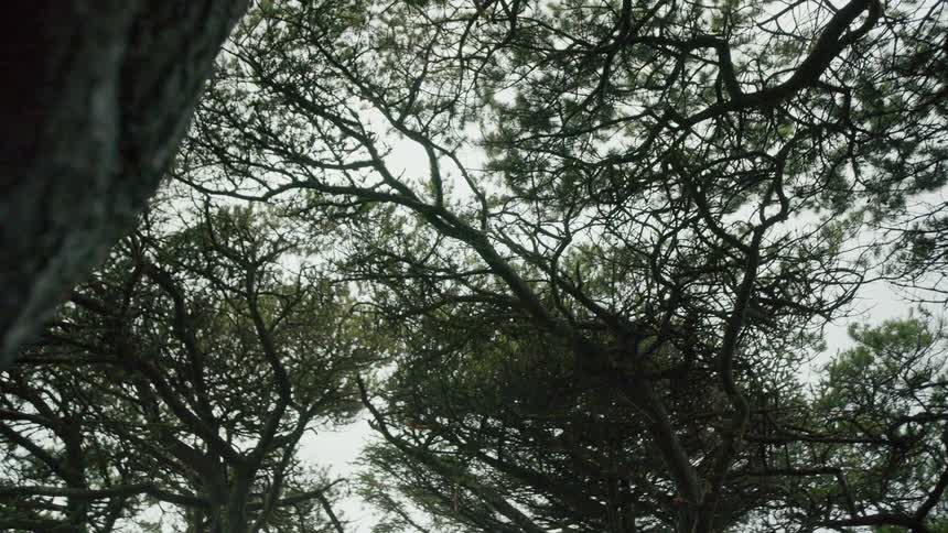 The tree canopy in grove contrasts with the pale sky