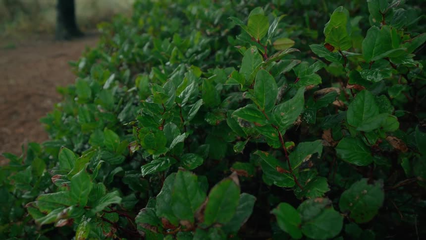 An image of a green plant
