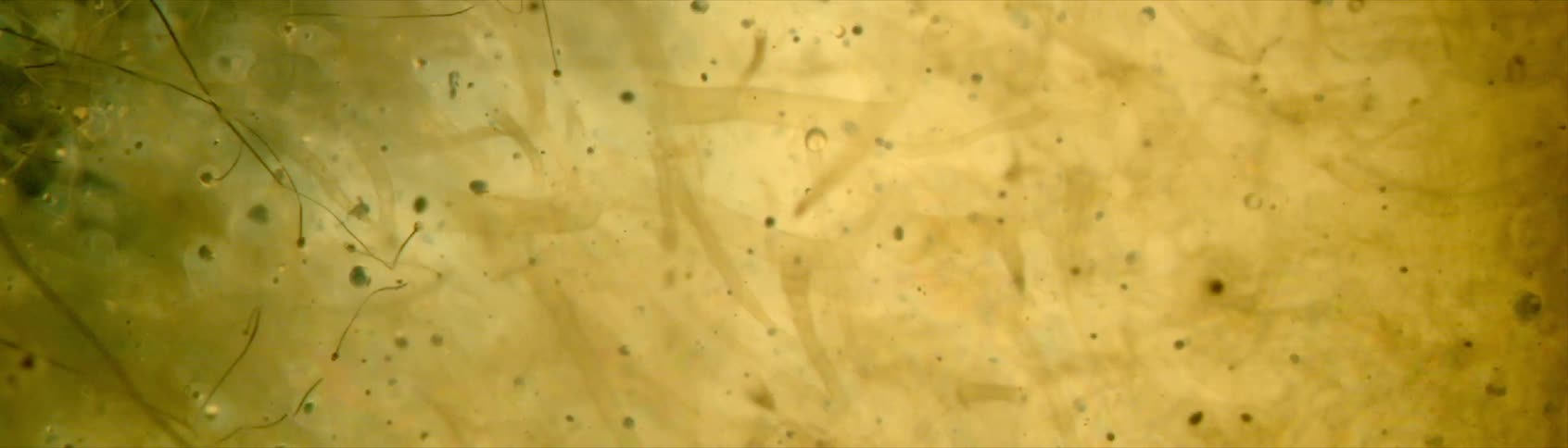Extreme closeup of magnesium filaments inside a flashbulb ingniting in ultra slow motion, shot at 100,000 frames per second.