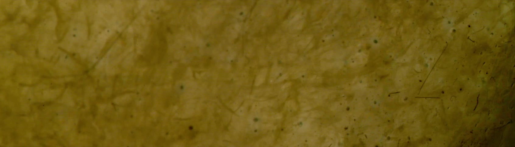 Magnesium filaments inside a flashbulb ingnite in ultra slow motion, shot at 50,000 frames per second.