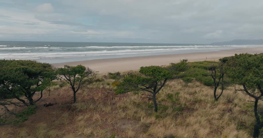 Aerial panorama of trees and a field with dry grass on the edge of a long beach on a cloudy day