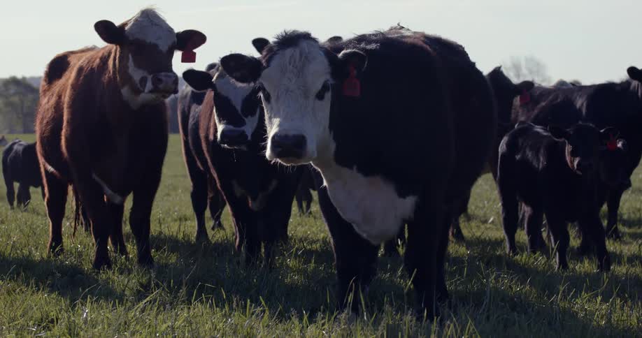 Cows are standing in the grass