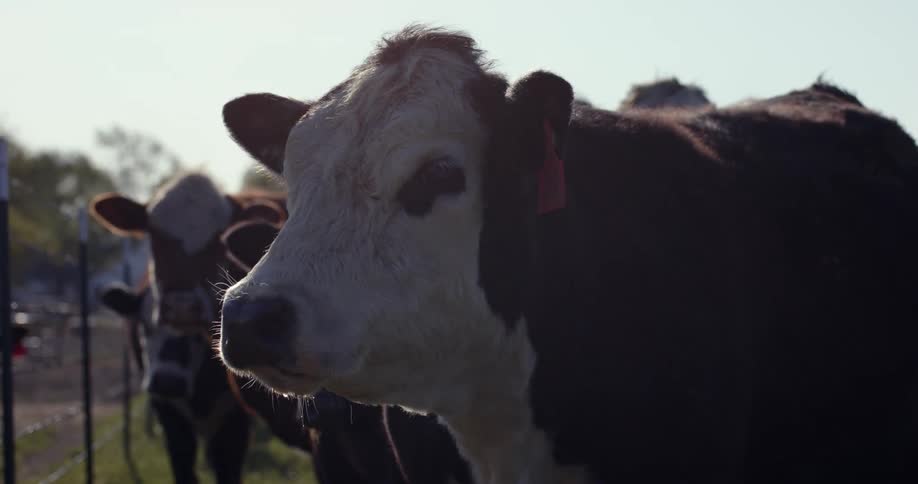 Close up of cows near a fence backlit by sunlight