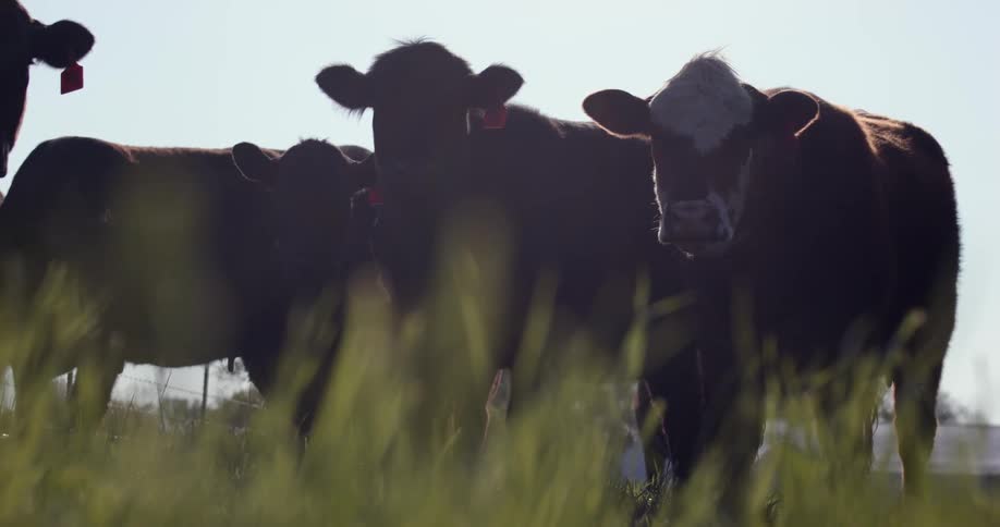 Cattle stand around in a farm field