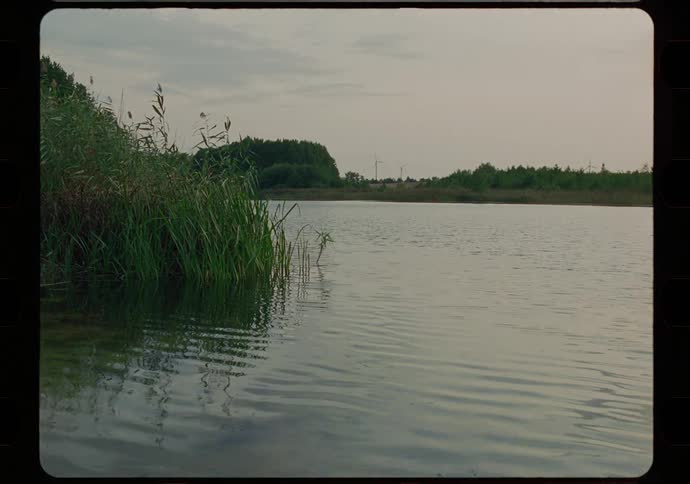 Calm lake with banks of greenish leaves