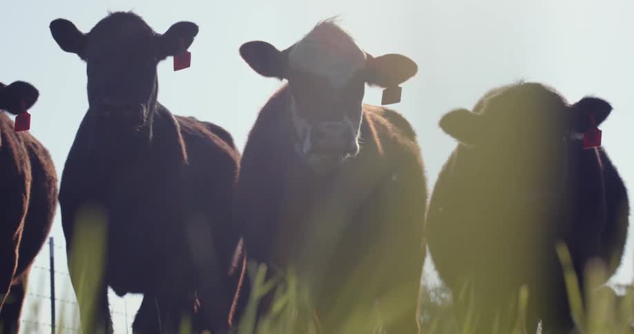 Four cows are standing next to each other on a clear day