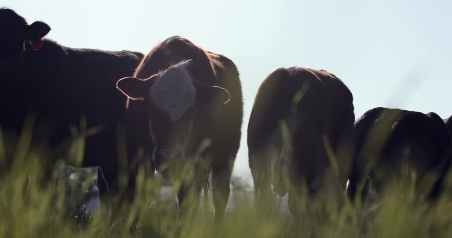 Cows grazing in a field with tall grass under a blue sky