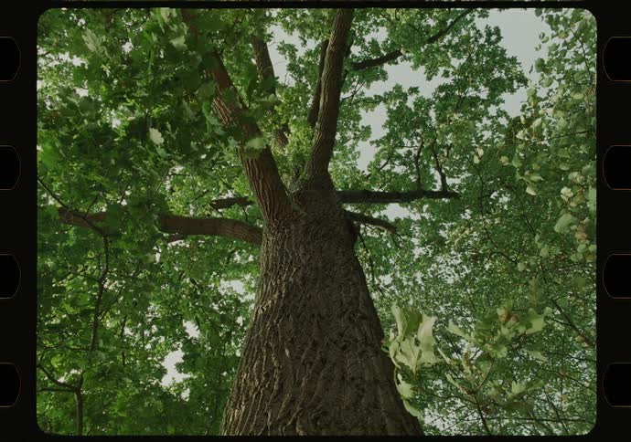 An oak tree with its leaves blowing in the wind
