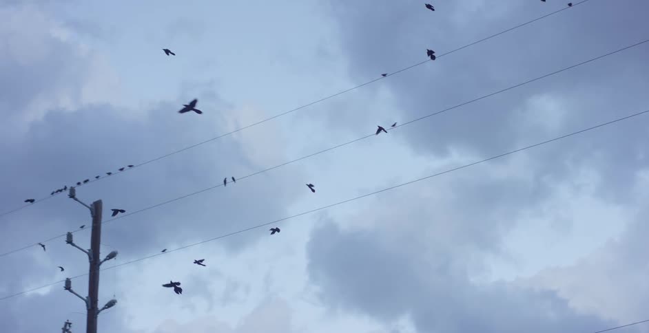 A large flock of birds some perched on utility wires others flying