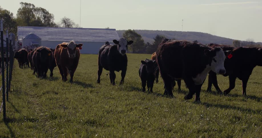 A herd of cows walk in the grass