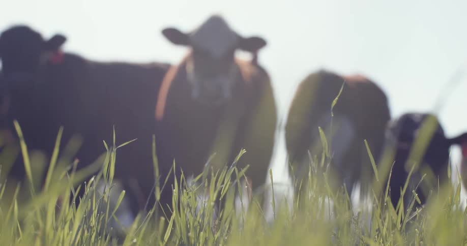 Out of focus footage of cows grazing in a field with tall grass