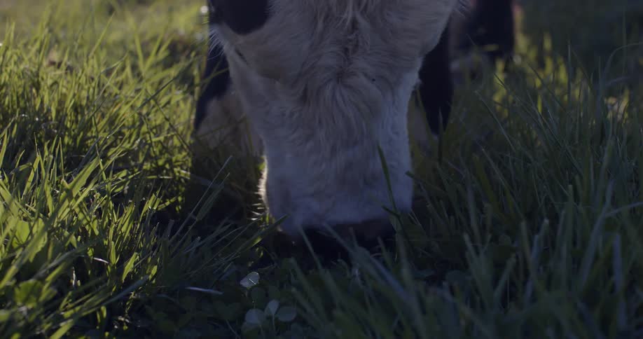 A cow eats grass in a field on a farm