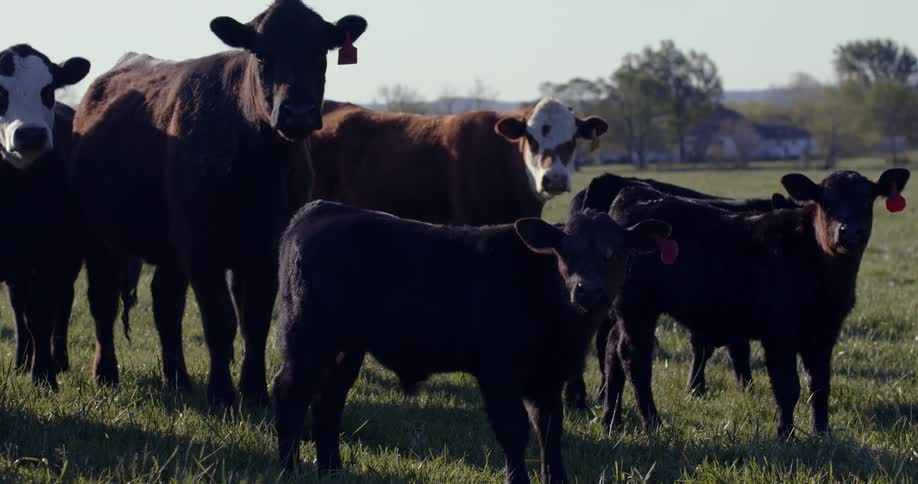 Two small black cows and three big cows behind are all looking forward and they are on a green lawn