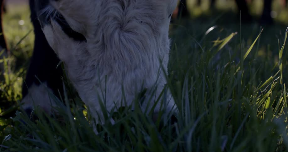 Close up of a dairy cow eating grass on the lawn
