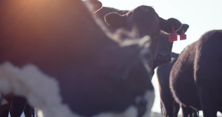 A herd of cows grazing in a pasture