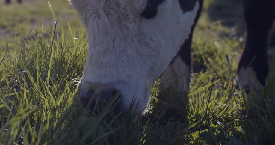 A cow grazing on grass in a field