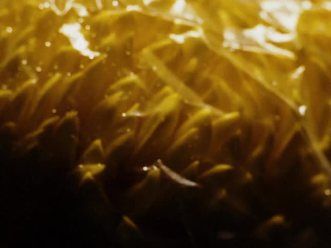 Closeup on yellow and abstract petals with intense lighting